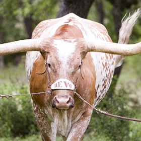 Admitted Longhorn Celebration