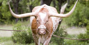 Admitted Longhorn Celebration